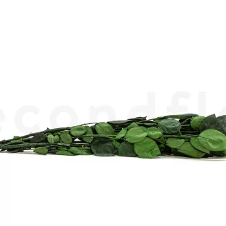 Preserved Rose Stem Long (set of 5)