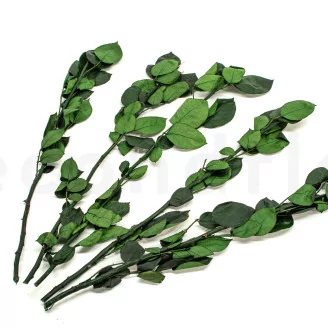 Preserved Rose Stem Long (set of 5)