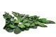 Preserved Rose Stem Long (set of 5) 8