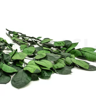 Preserved Rose Stem Long (set of 5)