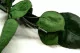 Preserved Rose Stem Long (set of 5) 5