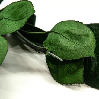 Preserved Rose Stem Long (set of 5)