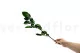 Preserved Rose Stem Long (set of 5) 4