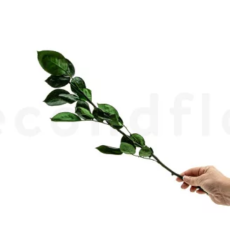 Preserved Rose Stem Long (set of 5)