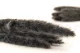 Dried Mini Pampa Black (set of 15) 6
