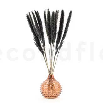 Dried Mini Pampa Black (set of 15)