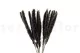 Dried Mini Pampa Black (set of 15) 10