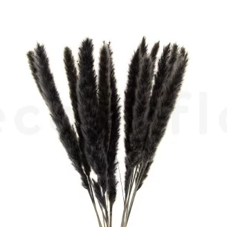 Dried Mini Pampa Black (set of 15)