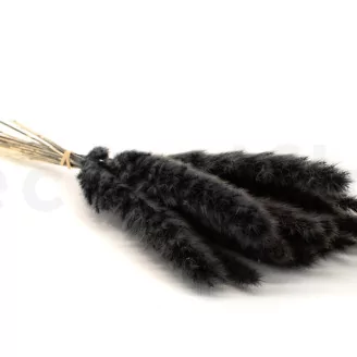 Dried Mini Pampa Black (set of 15)