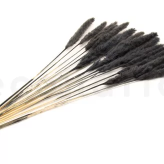 Dried Mini Pampa Black (set of 15)