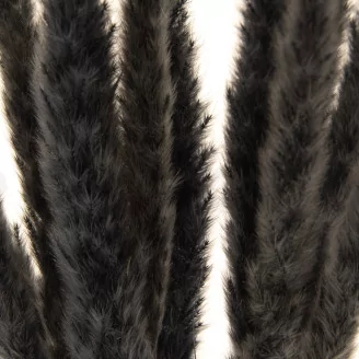 Dried Mini Pampa Black (set of 15)
