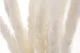 Dried Mini Pampa White (set of 15) 9