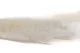 Dried Mini Pampa White (set of 15) 6