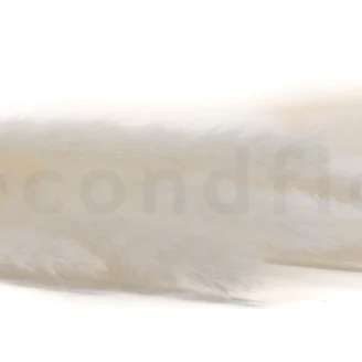 Dried Mini Pampa White (set of 15)