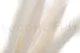 Dried Mini Pampa White (set of 15) 1
