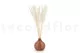 Dried Mini Pampa White (set of 15) 7