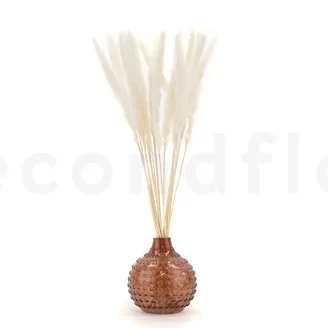 Dried Mini Pampa White (set of 15)
