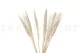 Dried Mini Pampa White (set of 15) 10