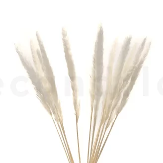 Dried Mini Pampa White (set of 15)