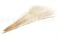Dried Mini Pampa White (set of 15) 5