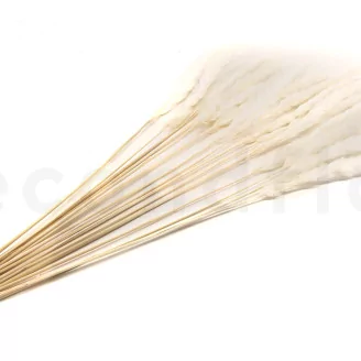 Dried Mini Pampa White (set of 15)