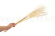 Dried Mini Pampa White (set of 15) 2