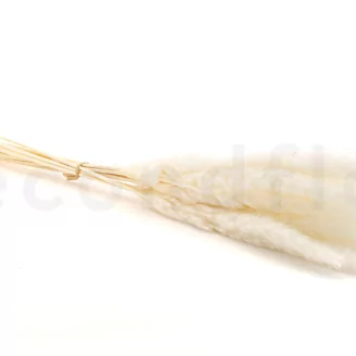 Dried Mini Pampa White (set of 15)