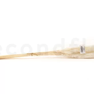 Dried Mini Pampa White (set of 15)