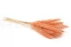 Dried Mini Pampa Peach (set of 15) 8