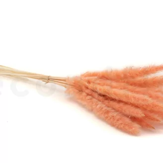 Dried Mini Pampa Peach (set of 15)