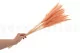Dried Mini Pampa Peach (set of 15) 2