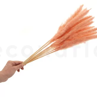 Dried Mini Pampa Peach (set of 15)