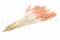 A Bunch of Fifteen Stems of Dried Peach Mini Pampas