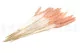 Dried Mini Pampa Peach (set of 15) 5