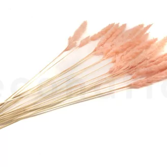 Dried Mini Pampa Peach (set of 15)