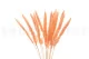 Dried Mini Pampa Peach (set of 15) 10