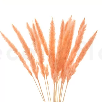Dried Mini Pampa Peach (set of 15)