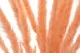Dried Mini Pampa Peach (set of 15) 9