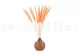 Dried Mini Pampa Peach (set of 15) 7