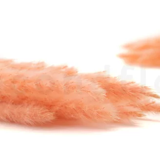 Dried Mini Pampa Peach (set of 15)