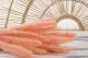 Dried Mini Pampa Peach (set of 15) 3