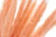 Dried Mini Pampa Peach (set of 15) 1