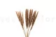 Dried Mini Pampa Natural (set of 15) 9