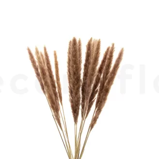 Dried Mini Pampa Natural (set of 15)