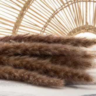 Dried Mini Pampa Natural (set of 15)