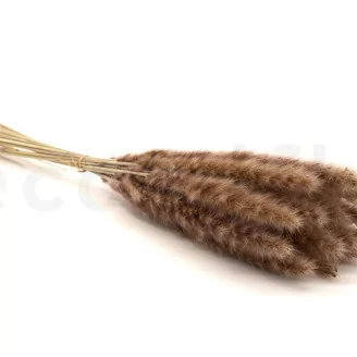 Dried Mini Pampa Natural (set of 15)