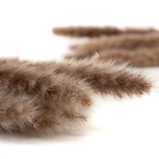 Dried Mini Pampa Natural (set of 15)