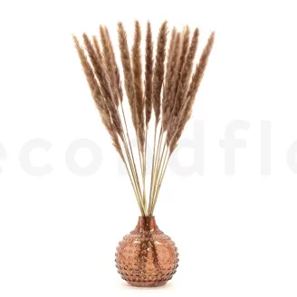 Dried Mini Pampa Natural (set of 15)