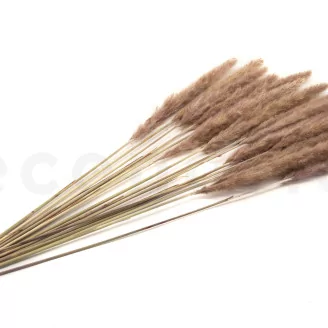 Dried Mini Pampa Natural (set of 15)