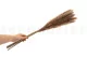 Dried Mini Pampa Natural (set of 15) 2